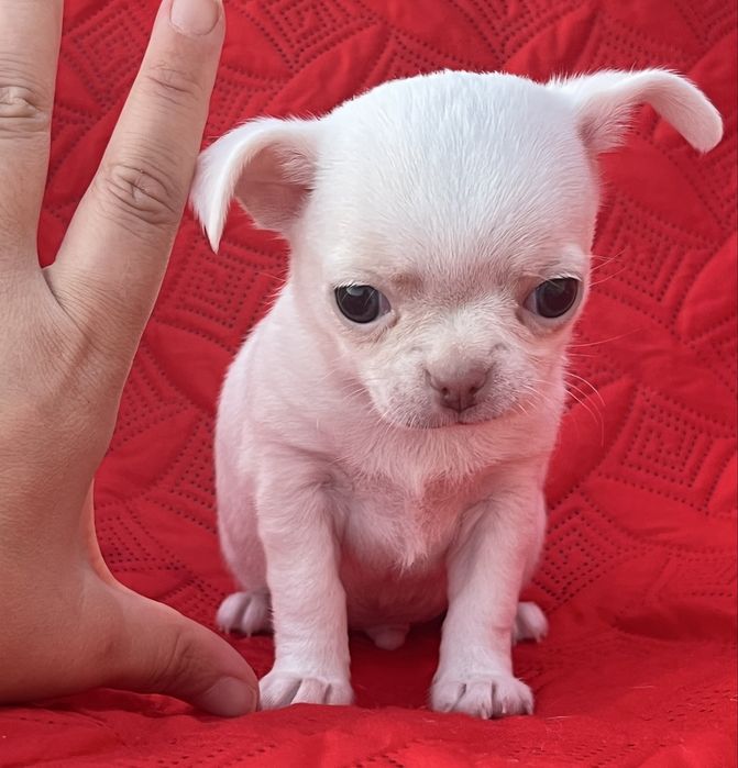 Chihuahua Macho Pelo Curto