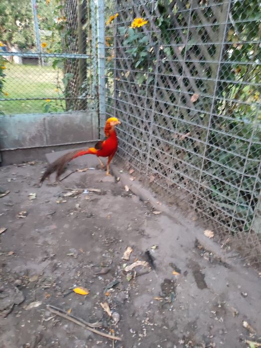 Bazanty złote młode jaja lęgowe