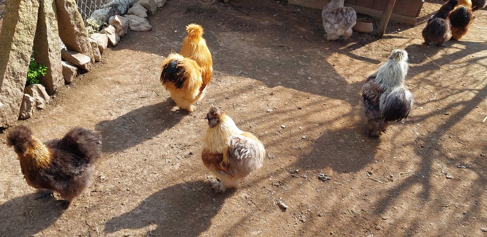 Vendo ovos galados de galinha Sedosa do Japão