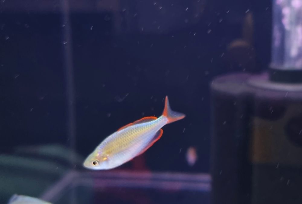 Tęczanka neonowa