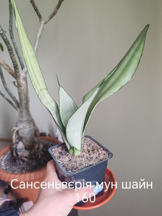 Сансеньвєрія.        .