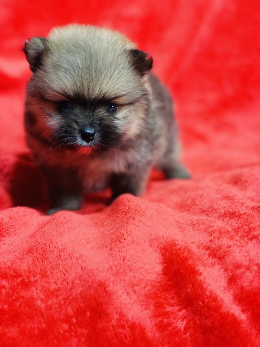 Цуценя померанського шпіца