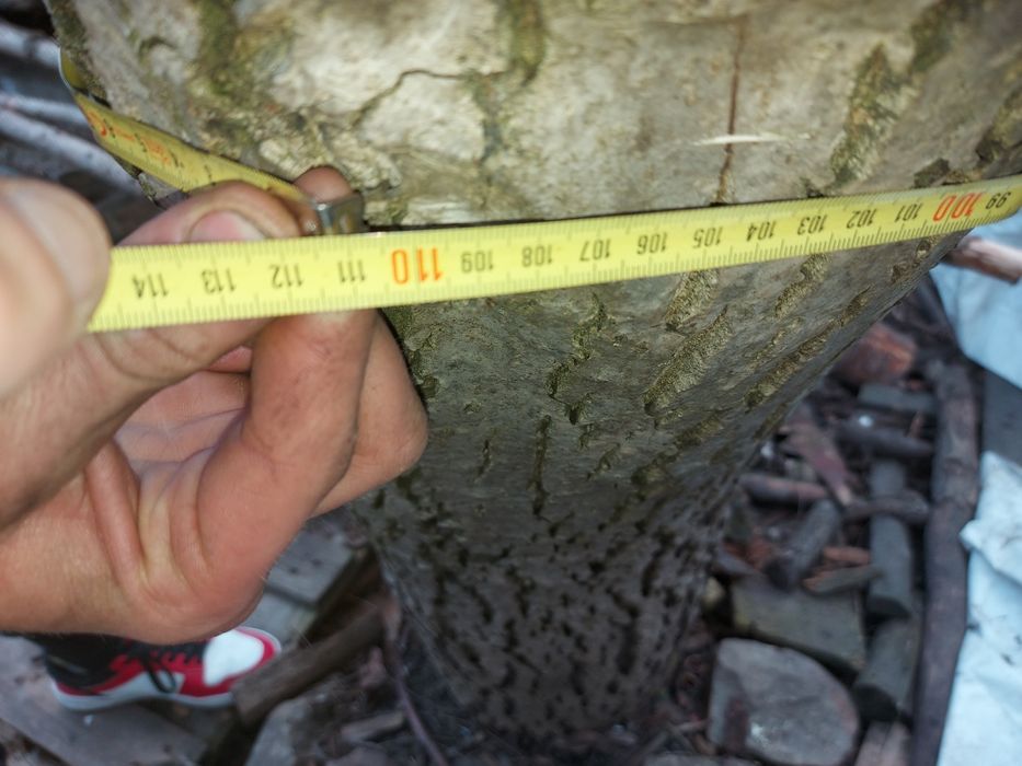 Sprzedam orzech włoski