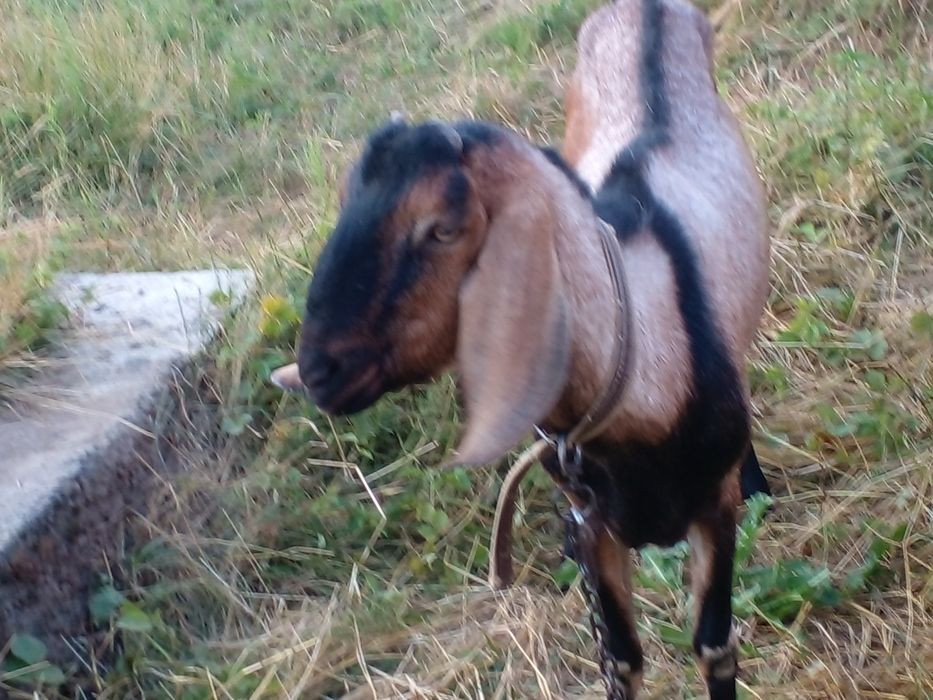 Продам англонобійського козла 100% на племя