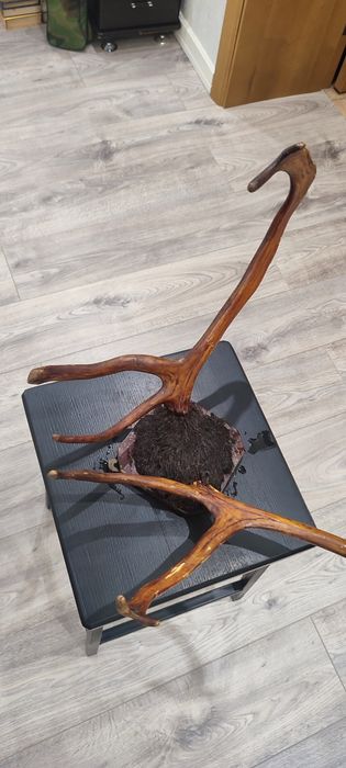 Интерьєр, Декор, Роги. Декор на стіну.