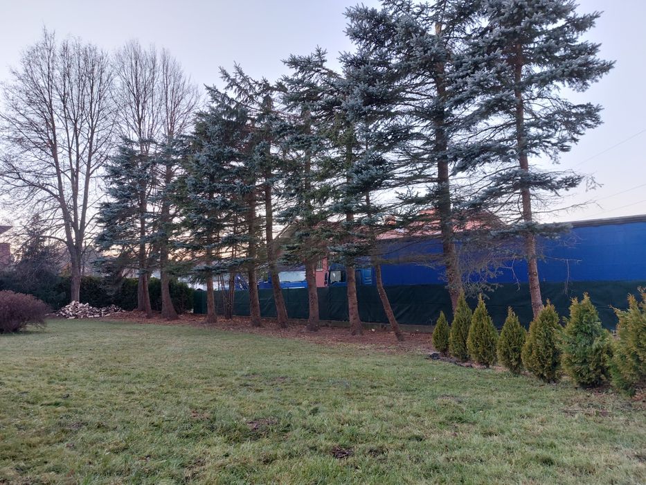 Wycinka Drzew Trudnych Sprzątnie Działek Cała Małopolska Szybki Termin