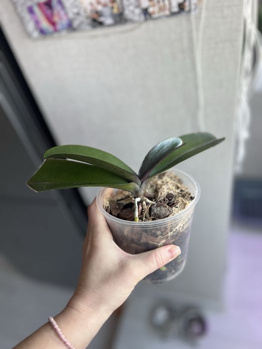 Фаленопсис , орхидея