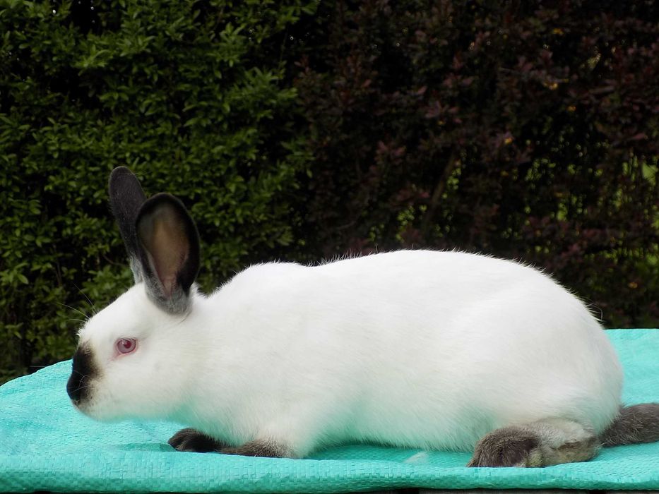 Sprzedam króliki rasy Kalifornijskiej