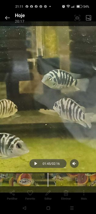 PROMOÇÃO nigrofaciatos (Acará do Congo)