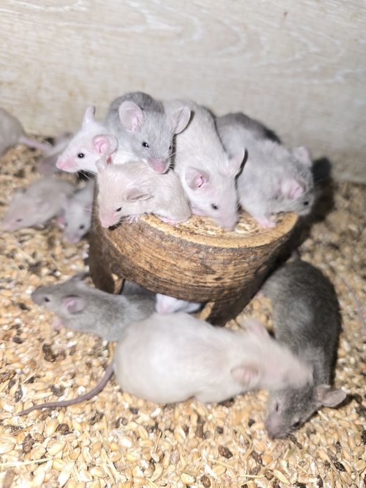 Myszy myszki samce i samice okazją