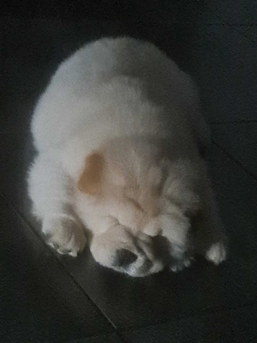 Casal de chow chow