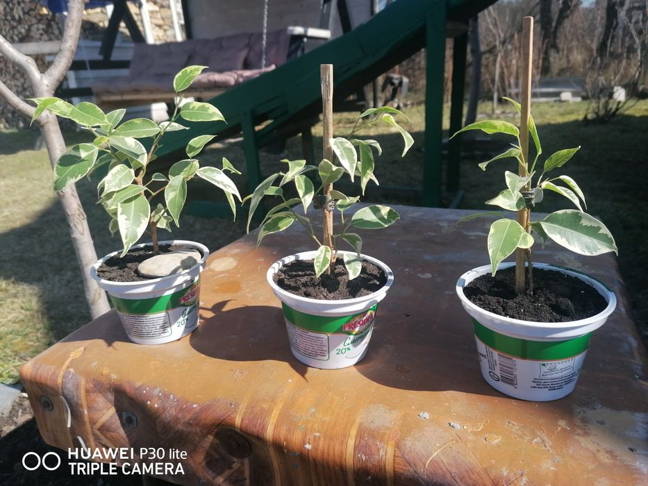 Фікус Бенджаміна