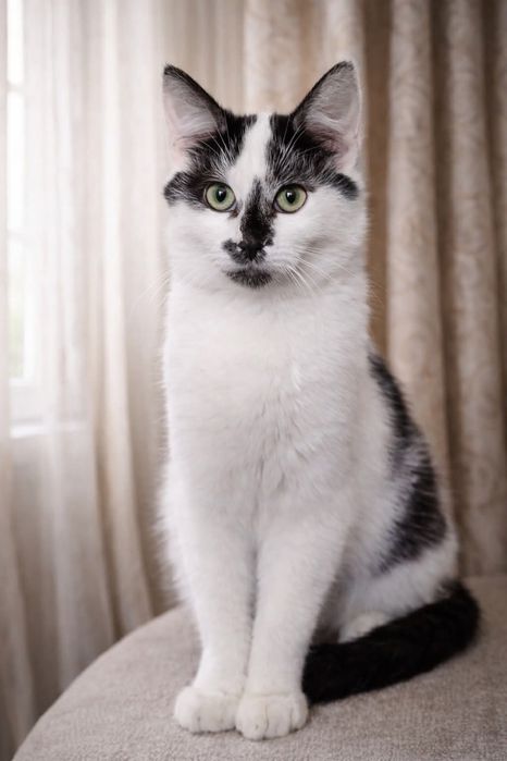 Кошеня дуже гарне шукає свою сім'ю