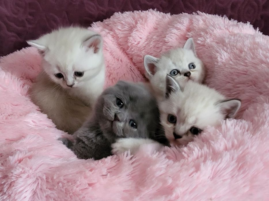 Кошенята шотландці