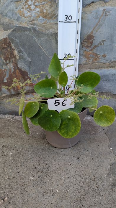 Vaso com planta chinesa do dinheiro