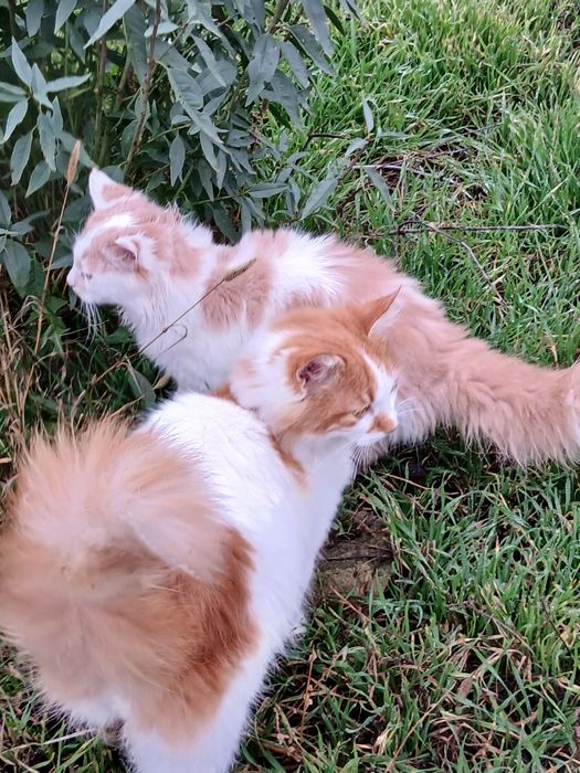 Шикарный котик отдам в хорошие руки