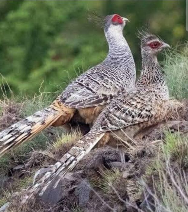 Faisão varias espécie