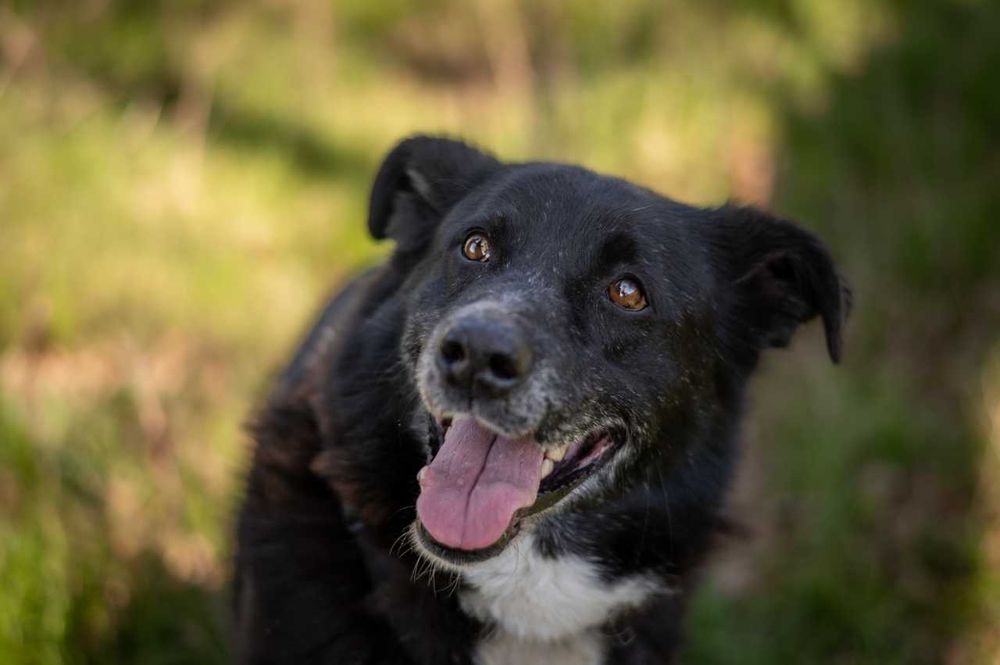 Pablo - uroczy, energiczny średniak, do adopcji.