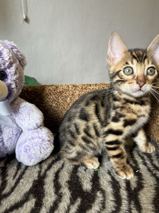 Бенгальські кошенята
