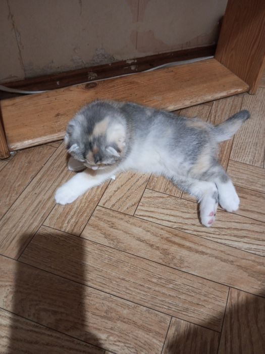 Продам вислоухую принцессу.