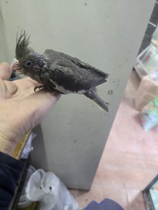 Caturras demosticadas