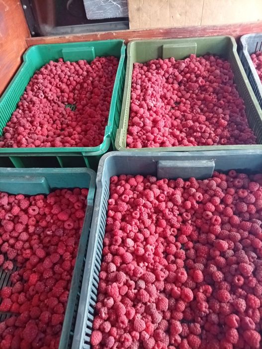 Продам саджанці літньої малини