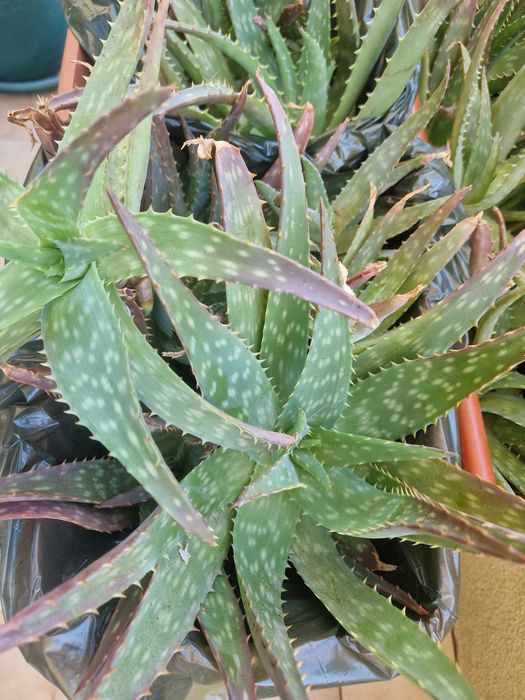 Aloe Vera (rebentos)