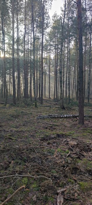 Oddam za darmo gałęziówke