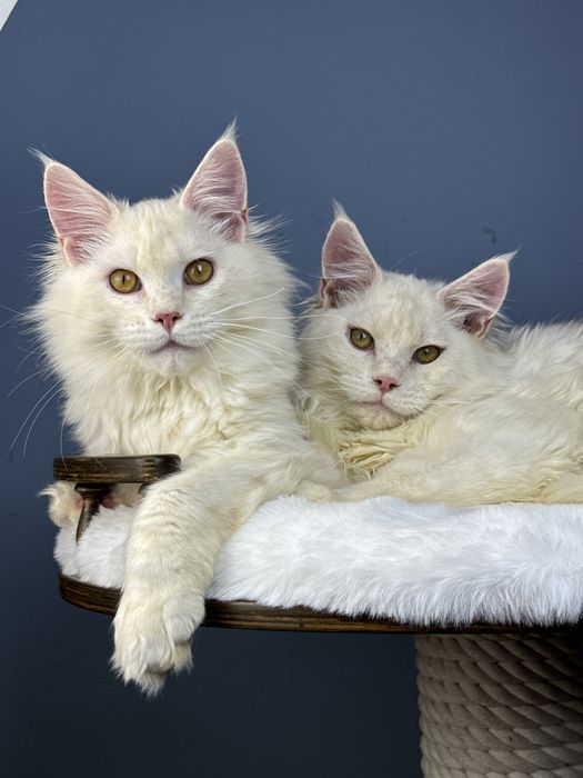 Котёнок мейн-кун мальчик 6 месяца редкий окрас