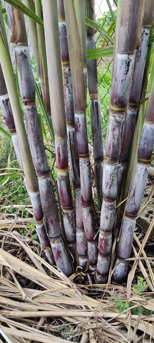 Planta de cana de açúcar