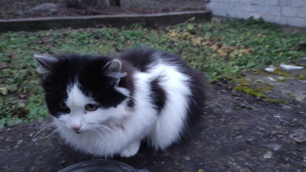 Чорно-біла кішечка шукає дім