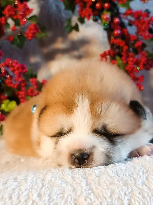 Szczenię Akita Inu FCI