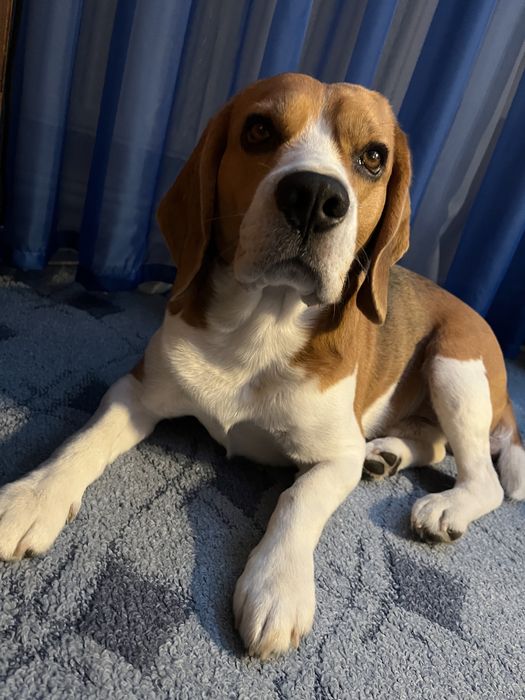 Вязка з біглем, дає дуже гарне потомство