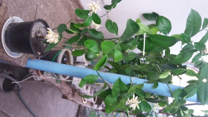 Продам деревья лимона плодоносящего (Звоните не пишите!!)