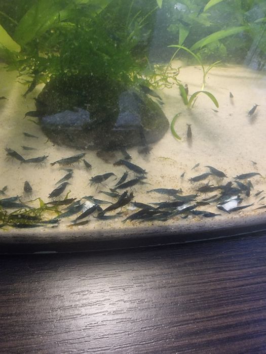 Sprzedam krewetki bluvelvet