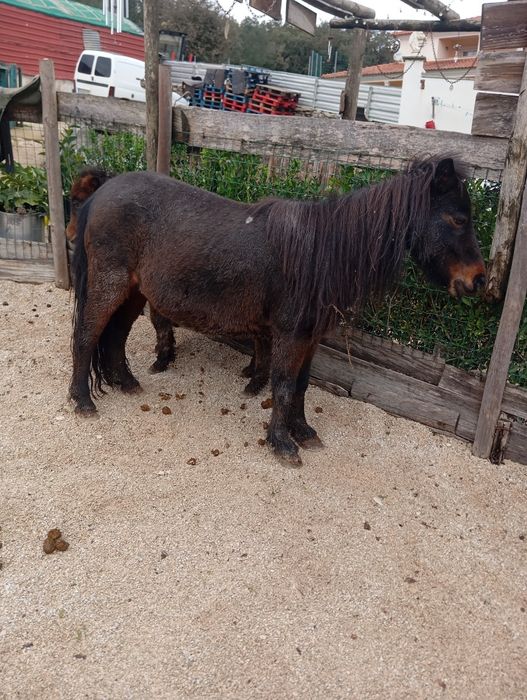 Pónei fêmea e filho macho