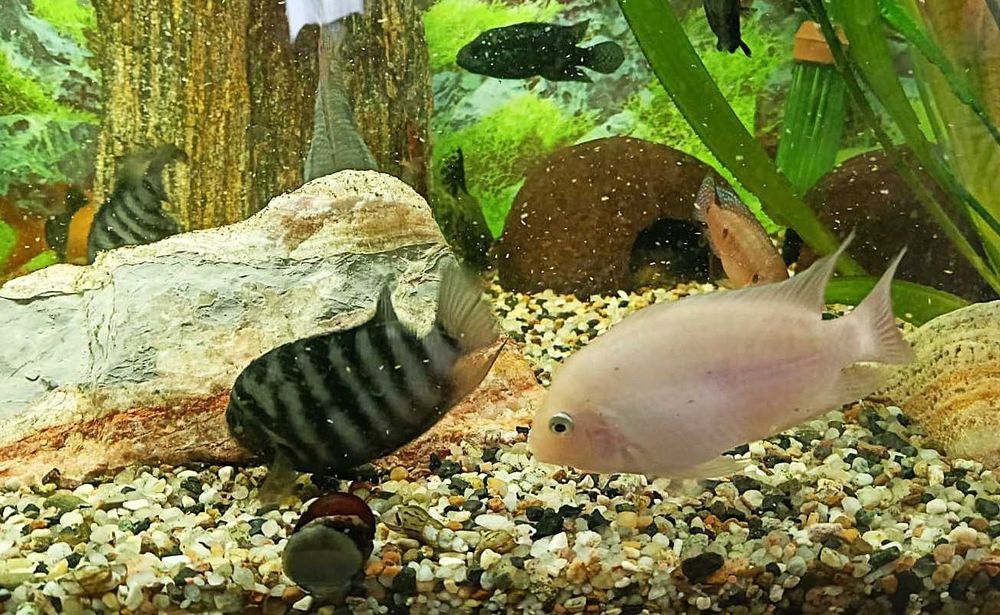 Pielęgnice Zebry - sprzedam