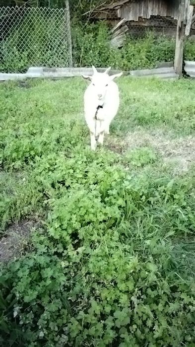 Продам  Козлят  3-місячні