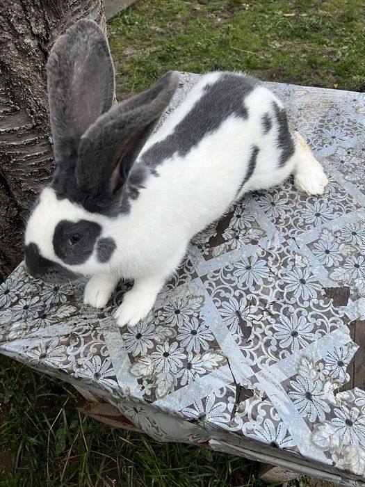 Продам самця строкач