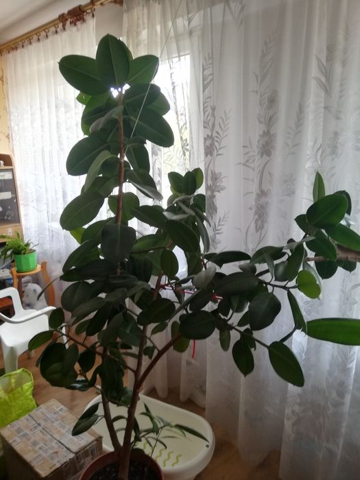 Fikusowe drzewko