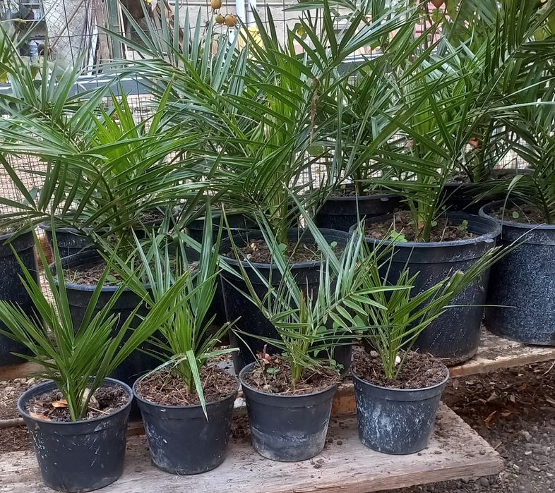 PALMEIRAS  exteriores pequenas e médias