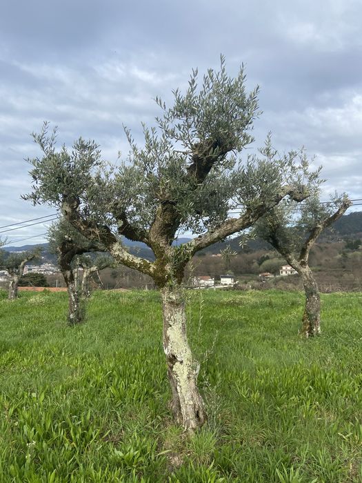 Oliveiras centenárias