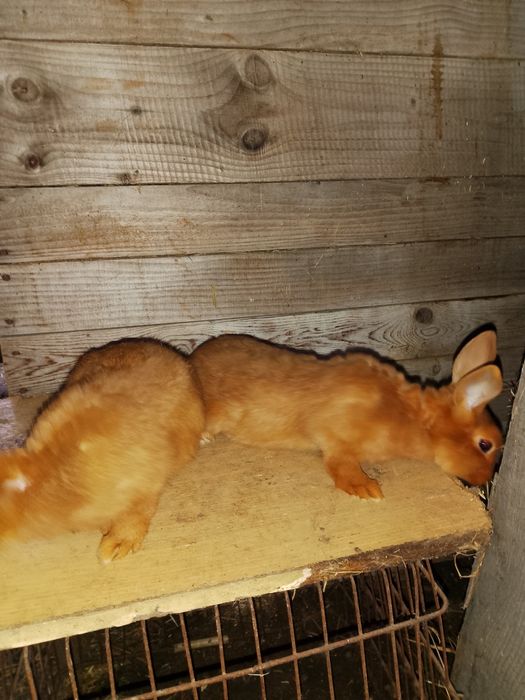 Króliki nowozelandzkie