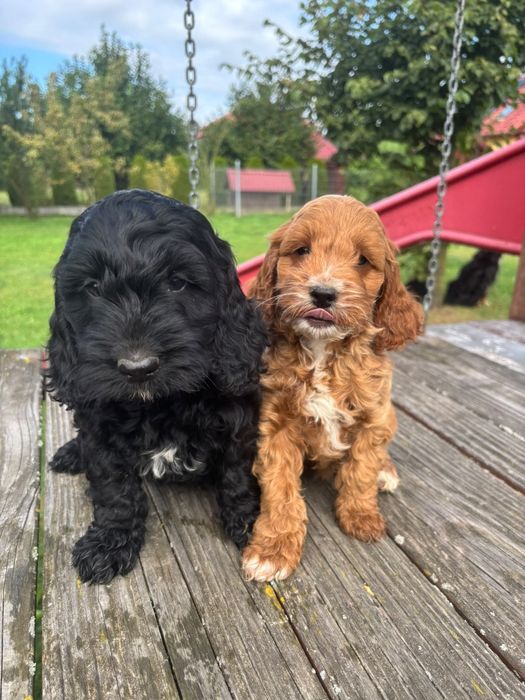 Cockapoo (Cocker spaniel angielski+ Pudel Miniaturowy)