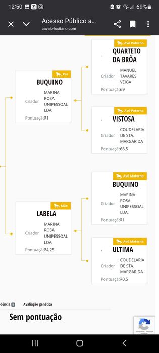 Poldra Lusitana   Muito Tipica