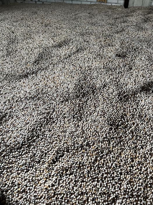 Groch żółty & czarny idealny poplon