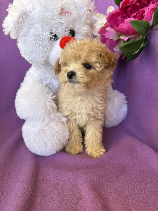 Породисті VIPмальтіпу