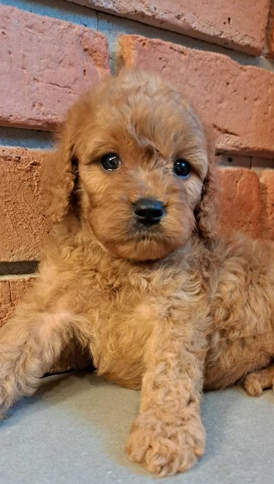 Cavapoo śliczna dziewczynka