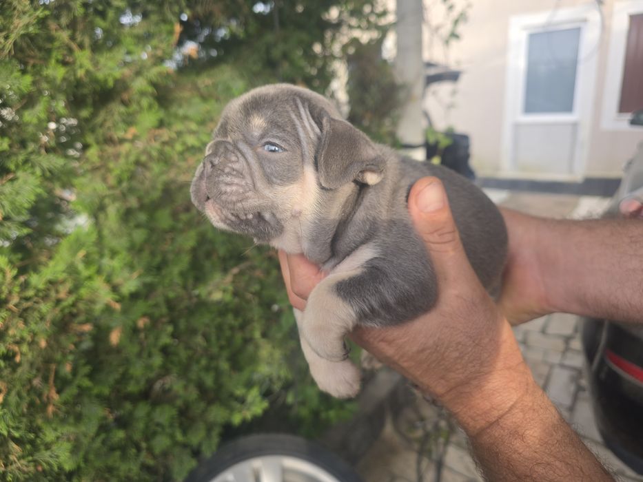 Buldogue Francês macho de cor rarro isabella lindo