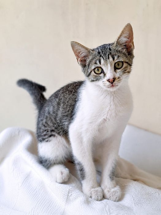Gatinhos para adoção responsável – cerca de 4 meses